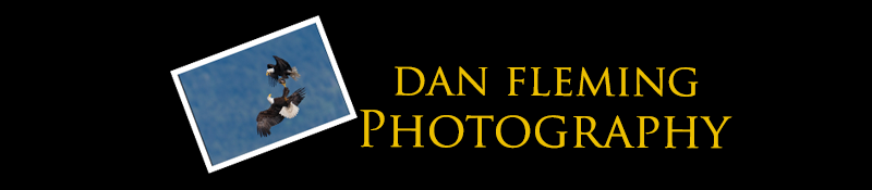 Dan Fleming Photography